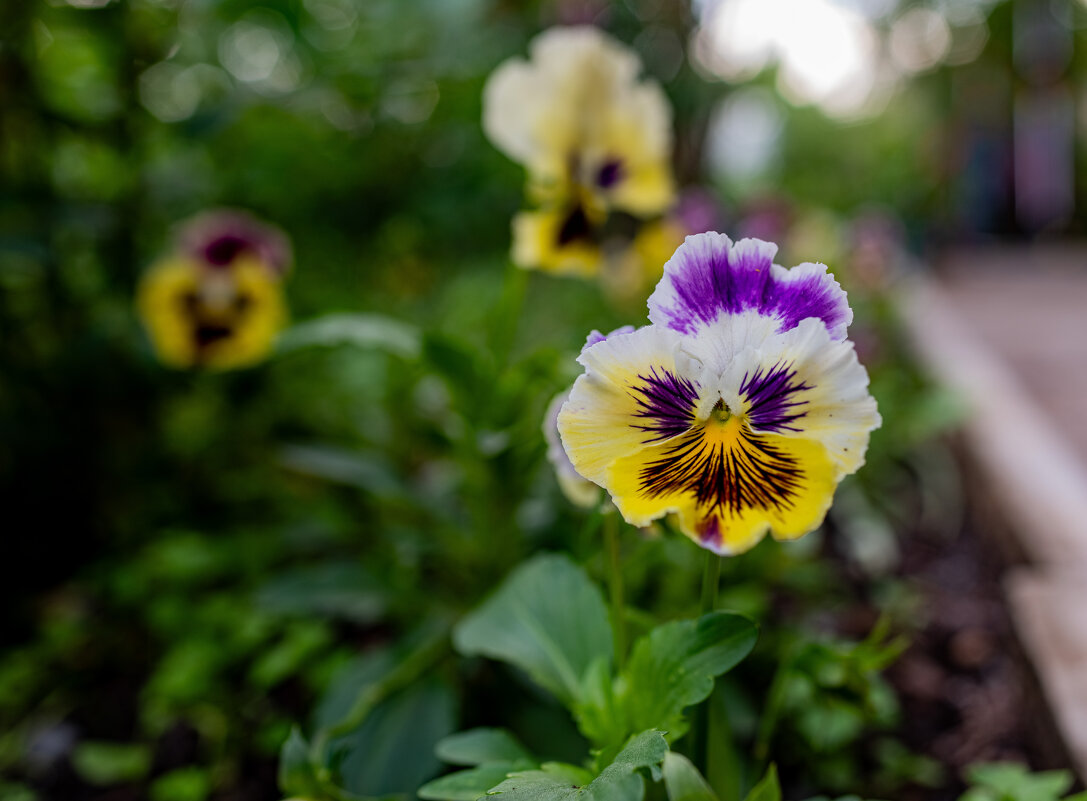 Анютины глазки - Петр 