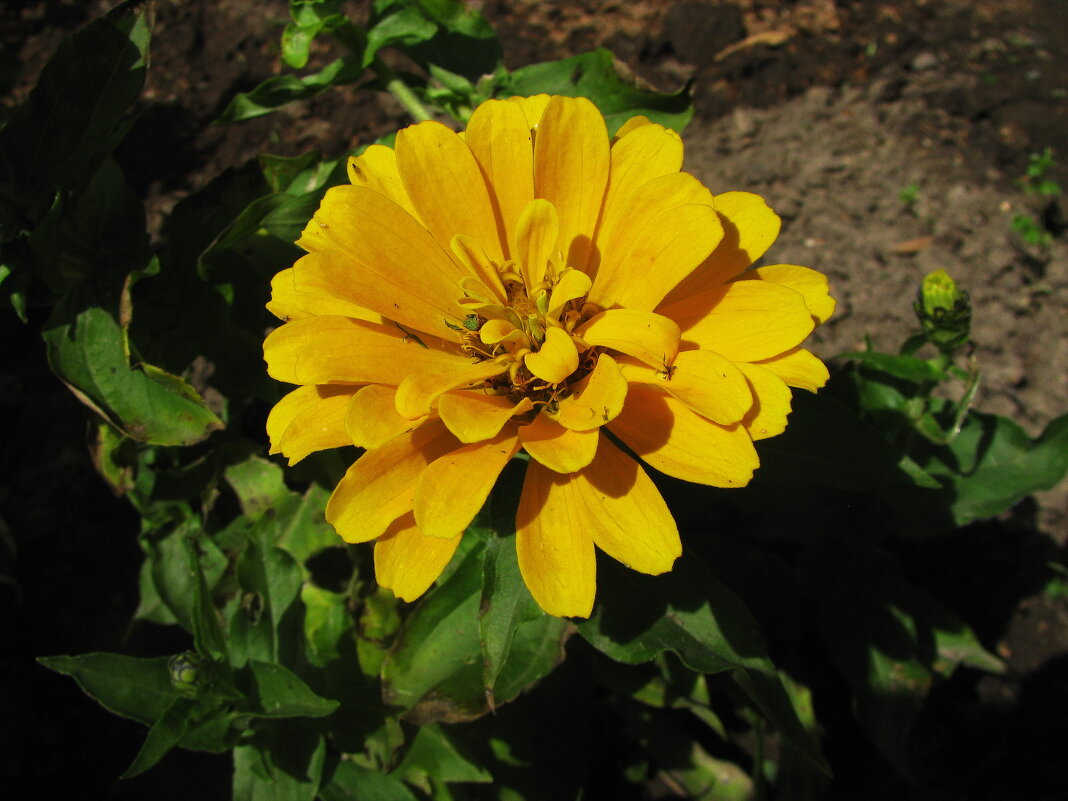 Солнечная цинния - Людмила Смородинская Солнечная цинния - Людмила Смородинская