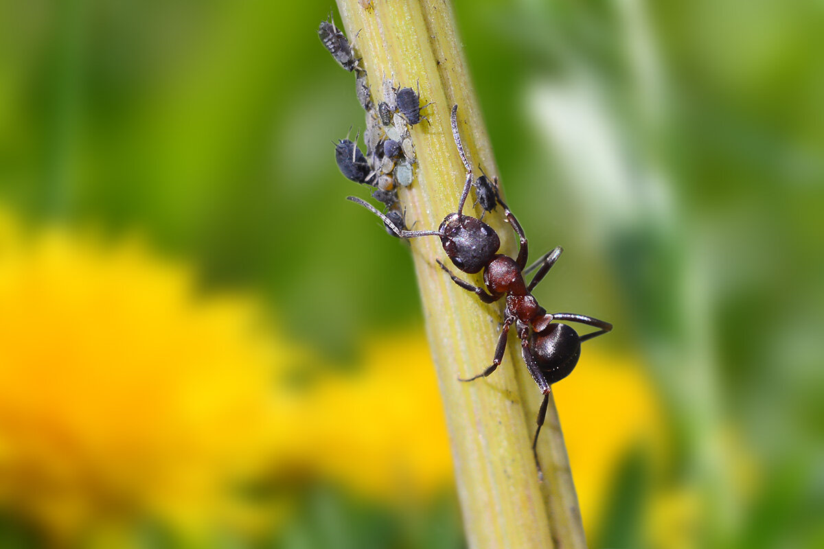 Пастушок - Геннадий Супрун
