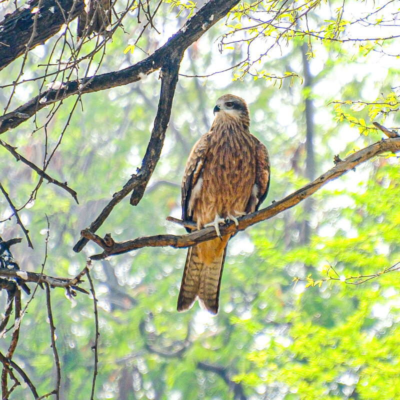 Красная ястреба - Георгий А Красная ястреба - Георгий А