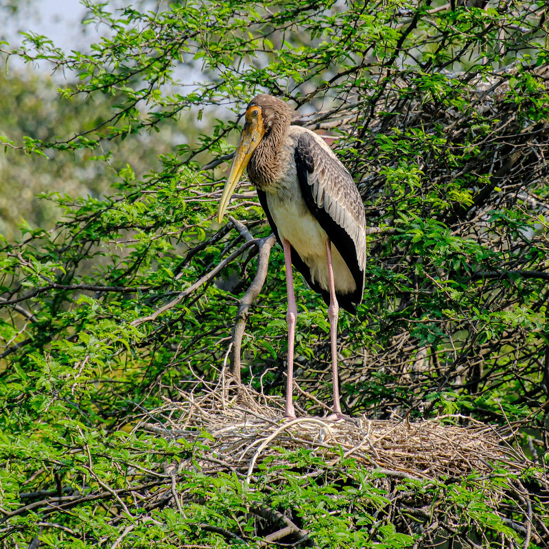Марабут - Георгий А