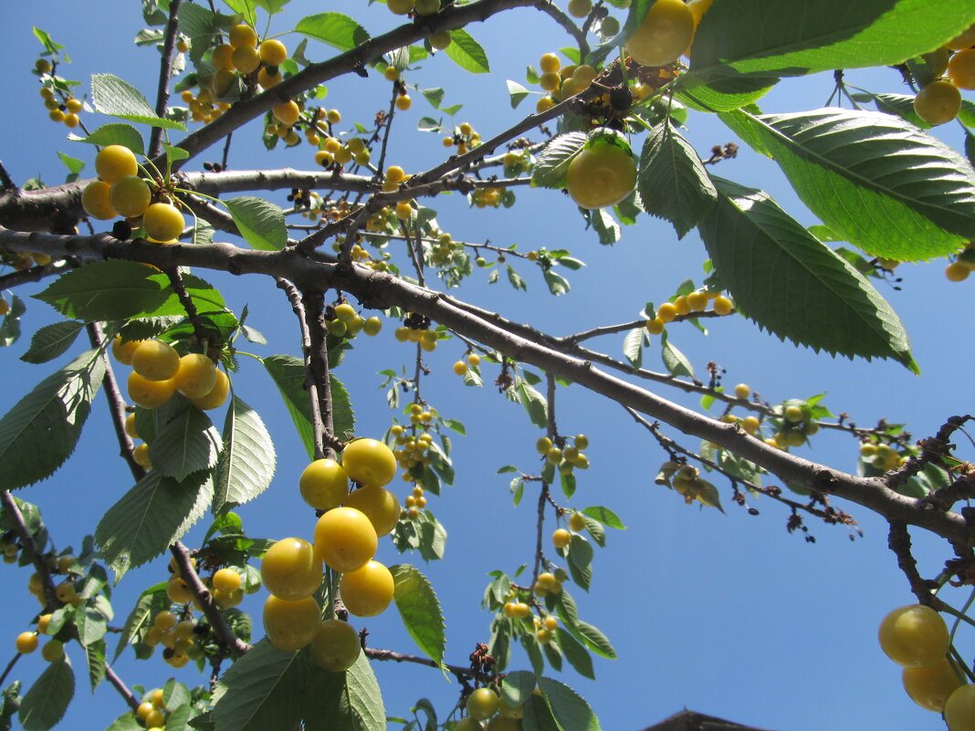 черешня - Елена Шаламова