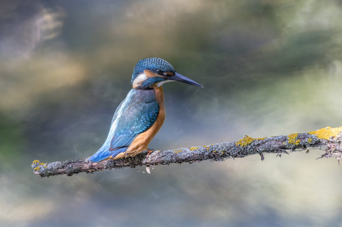 зимородок. - юрий макаров