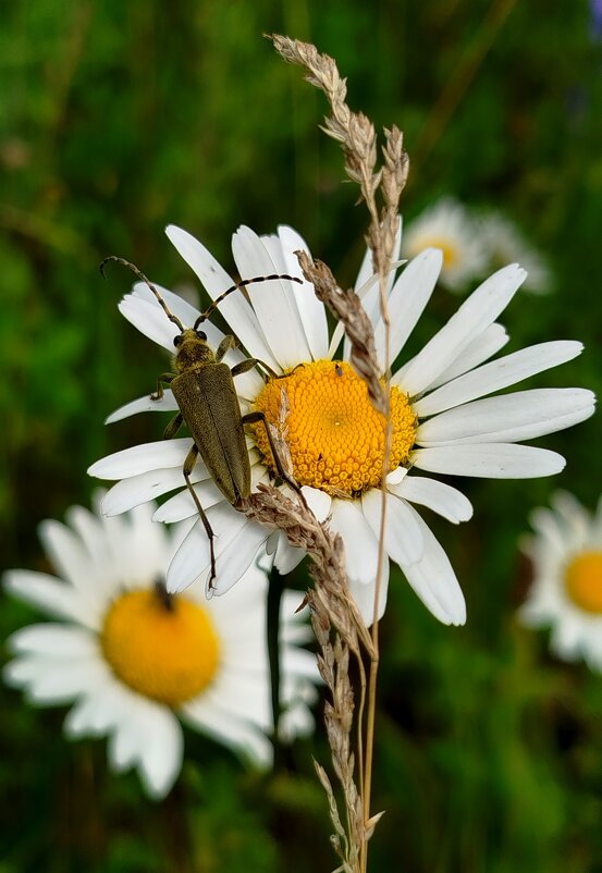 Жук усач - светлана льдокова
