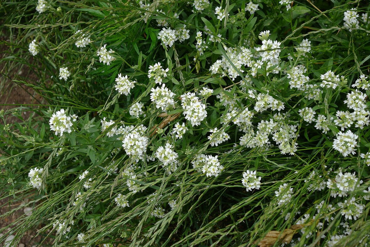 Икотник серый - Рита Симонова