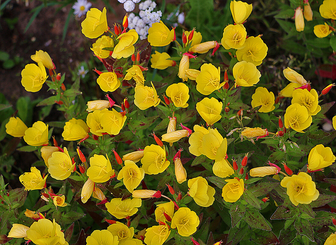 Солнечная полянка - Светлана 