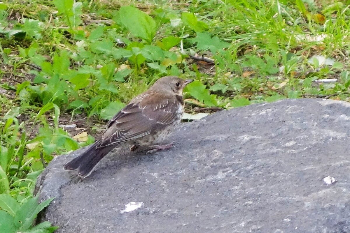 Птенец дрозда-рябинника - Рита Симонова
