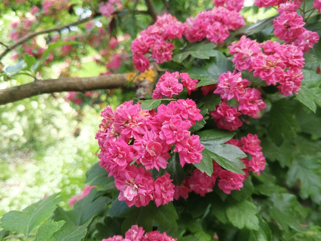 Боярышник - Сапсан 