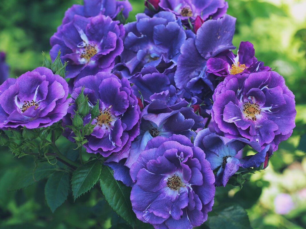 Роза  Rhapsody In Blue - Civetta ***