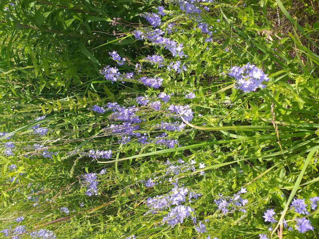 вероника луговая - Галина Флора вероника луговая - Галина Флора