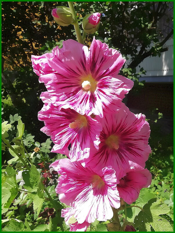 Шток- роза у дома - Ольга Довженко