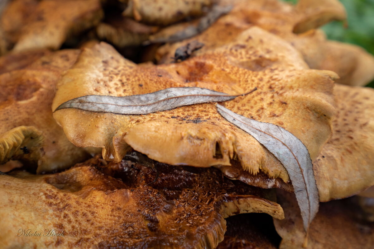 Закрытие сезона... - Николай Гирш Закрытие сезона... - Николай Гирш