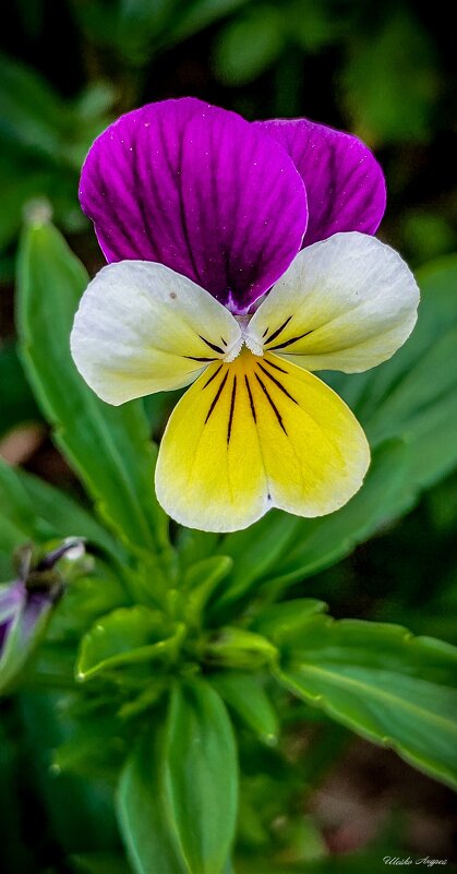 Анютины глазки - Андрей Шейко