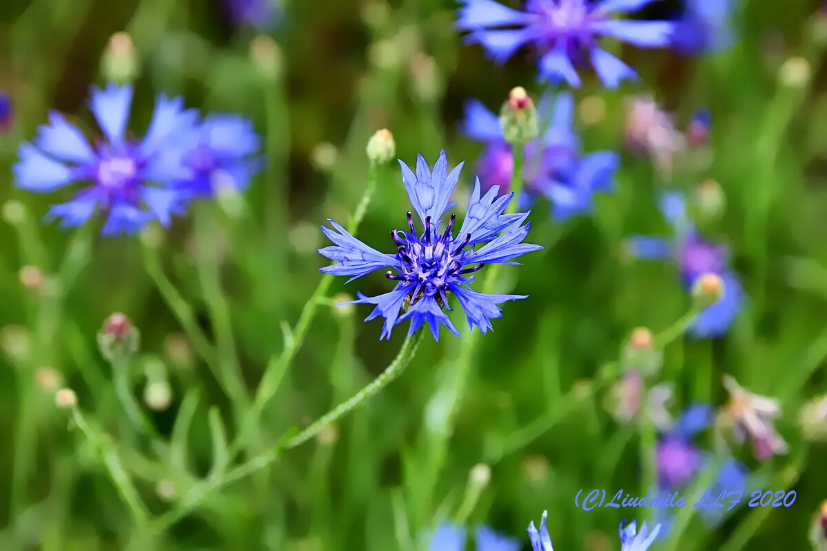 Васильки - Liudmila LLF