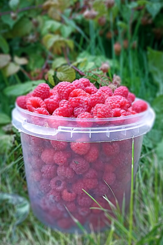 Малинка - Светлана Кузнецова