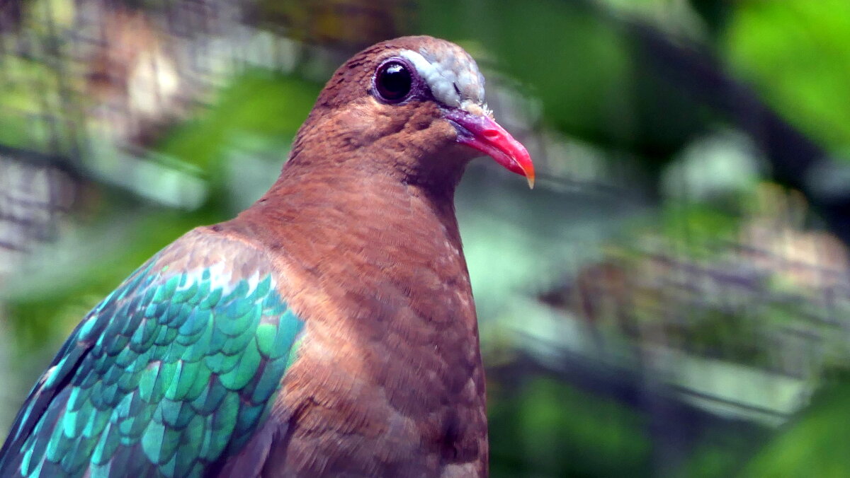 "The Natural World" (Мир Природы) - "The Natural World" Александер