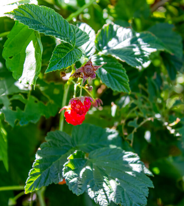 Ягода малина - Светлана SvetNika17