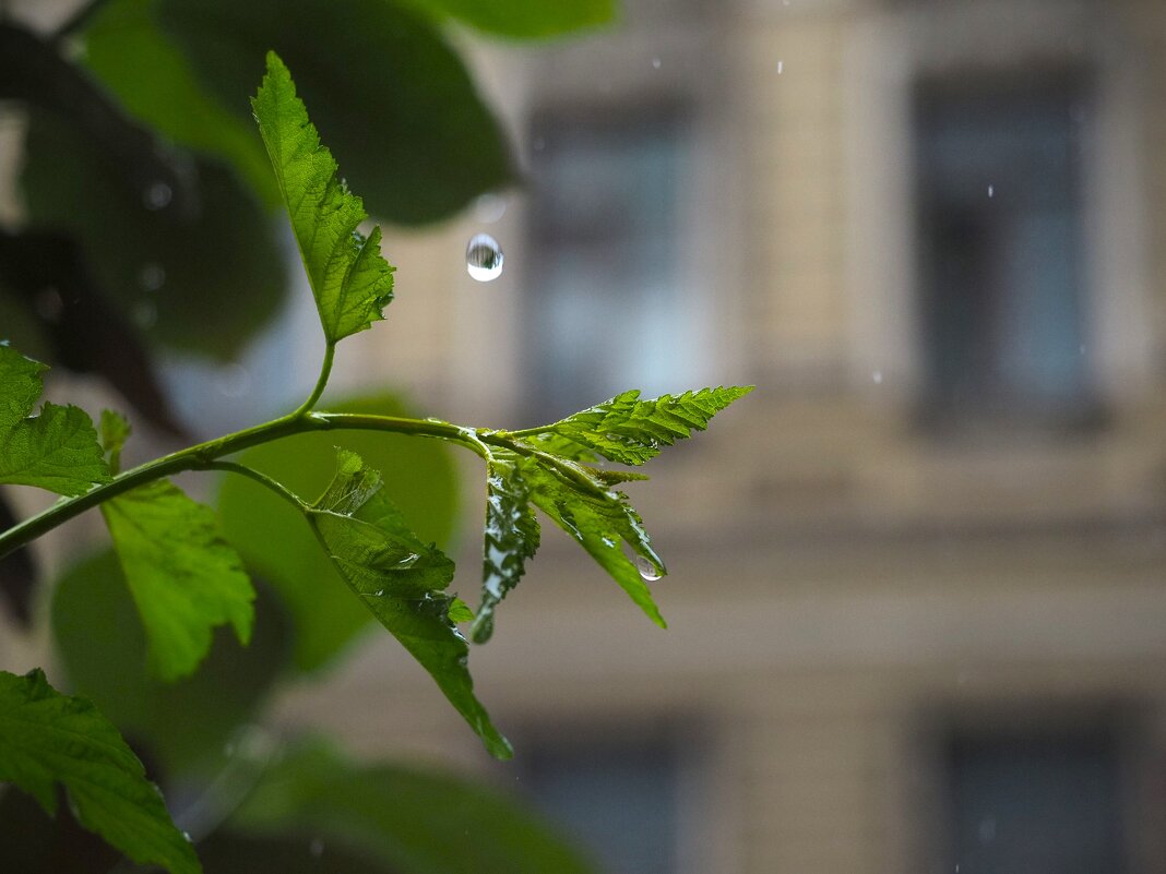 Дождливое лето - Магомед .