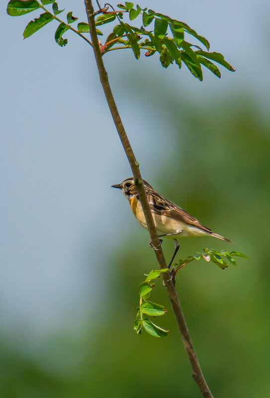 В тенёчке. - Sergey (Apg)