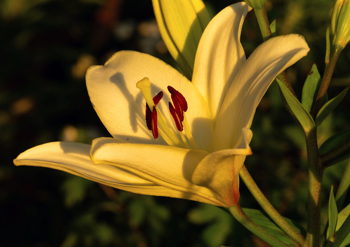 ** - Виталий Емельянов