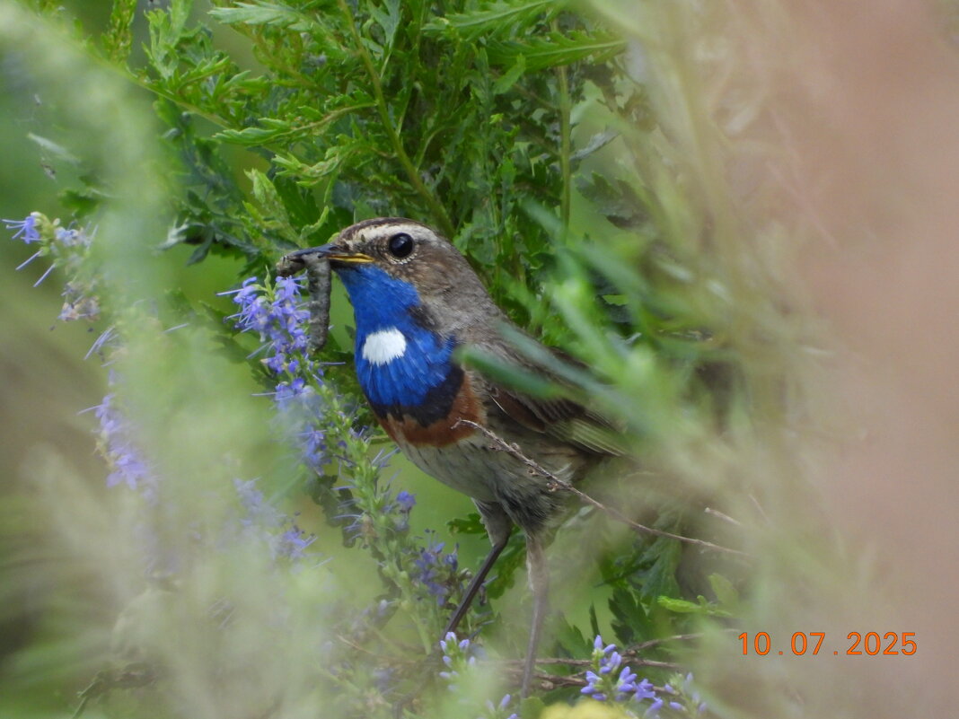 ва - Конрад Карлович Михельсон