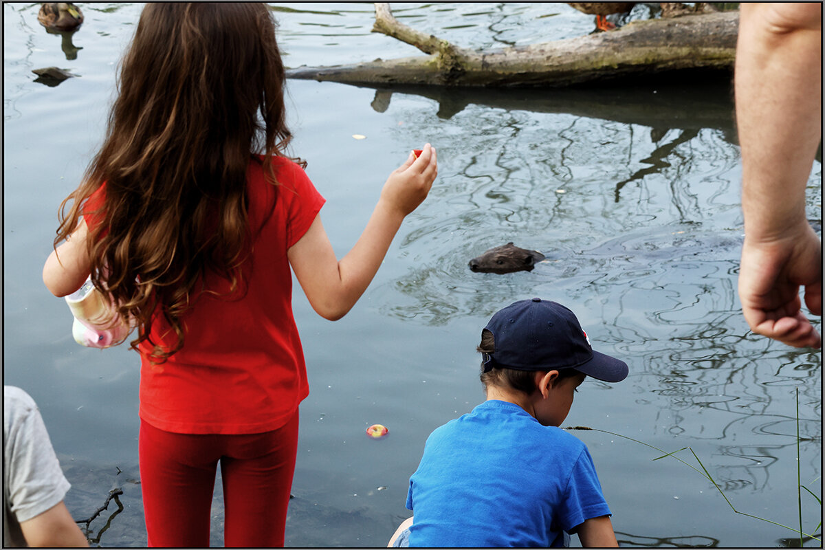 Дети кормят бобра яблоком - Сергей Премонишын
