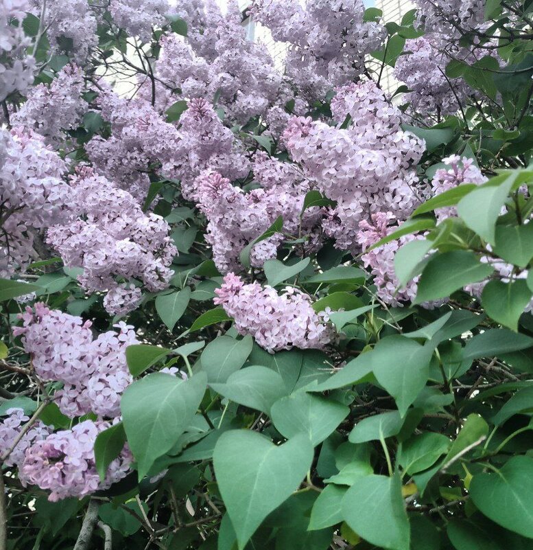 лето - Анастасия Малыгина