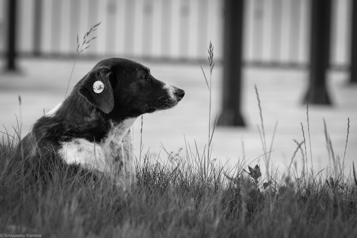 Вселенская грусть - Владимир Калеев Вселенская грусть - Владимир Калеев