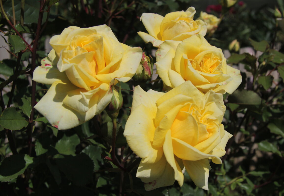 Время роз. - Маргарита ( Марта ) Дрожжина