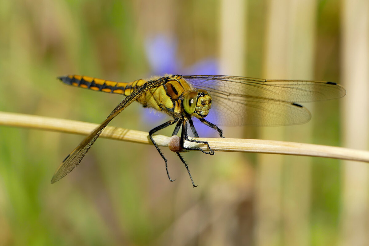 из снятого сегодня 4 - Александр Прокудин