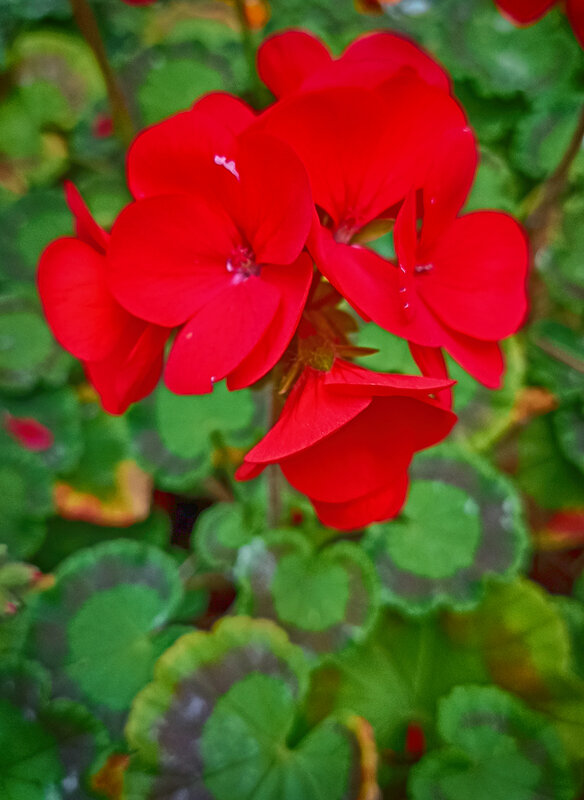 Городские цветы. Красная герань. - Лилия * Городские цветы. Красная герань. - Лилия *