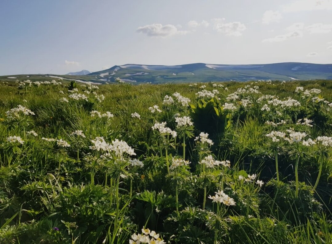 ПЛАТО ЛАГОНАКИ - Tata Wolf