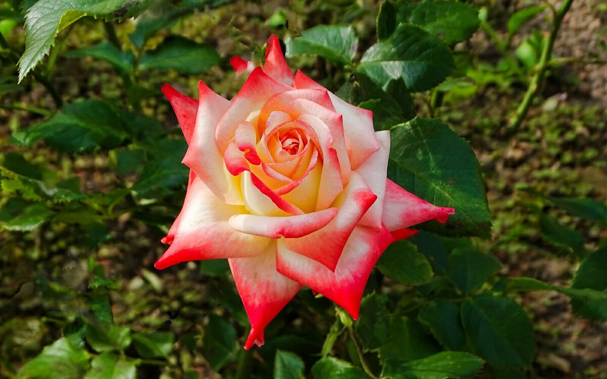 Лето и цветы - Милешкин Владимир Алексеевич Лето и цветы - Милешкин Владимир Алексеевич