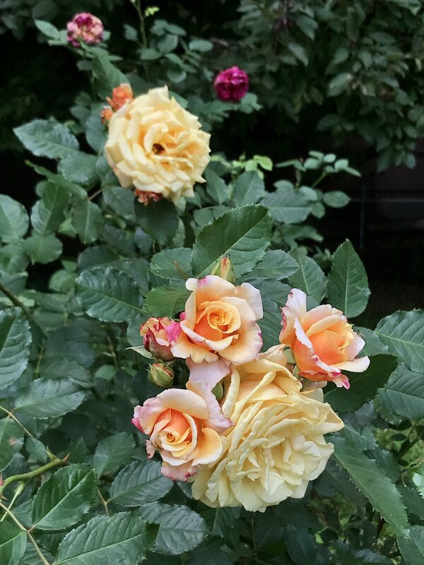 Красавицы! - Любовь 