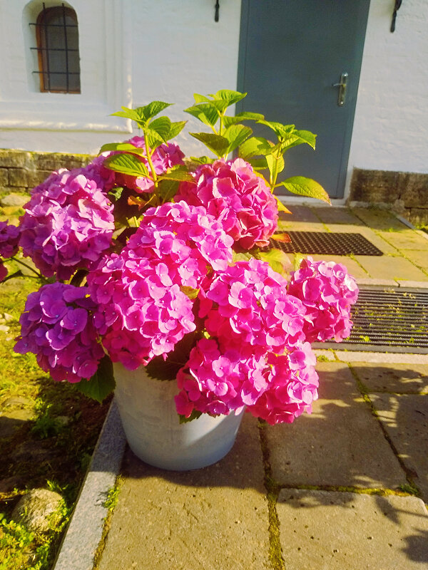 Гортензия крупнолистная Сладкий сон - Сергей Кочнев