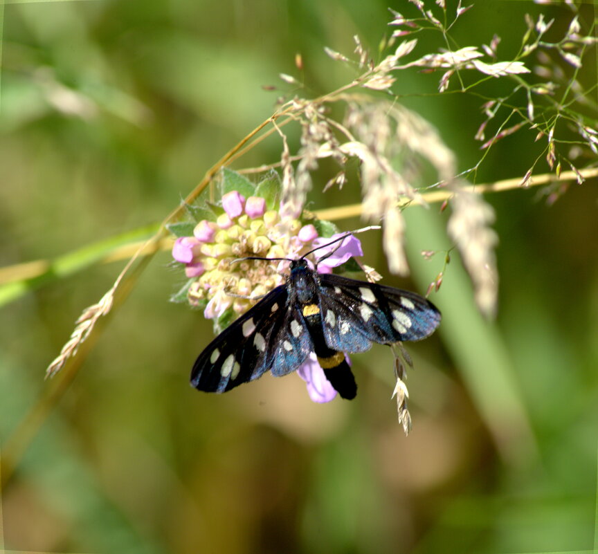 Лжепестрянка - Сергей Владимирович Егоров