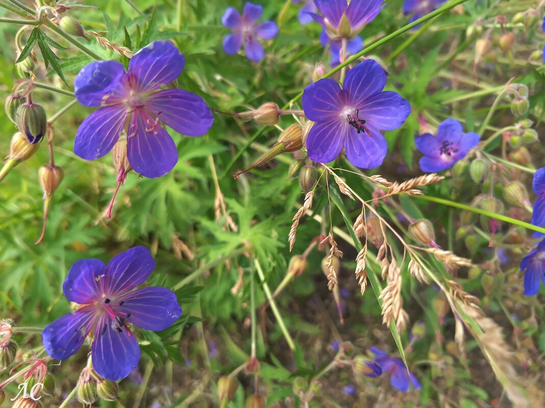 Герань луговая - Любовь Сахарова