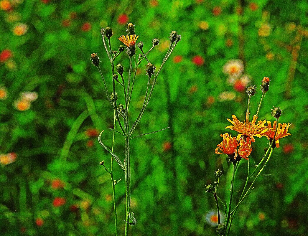 Июль...Этюд с желтоцветом! - Владимир 