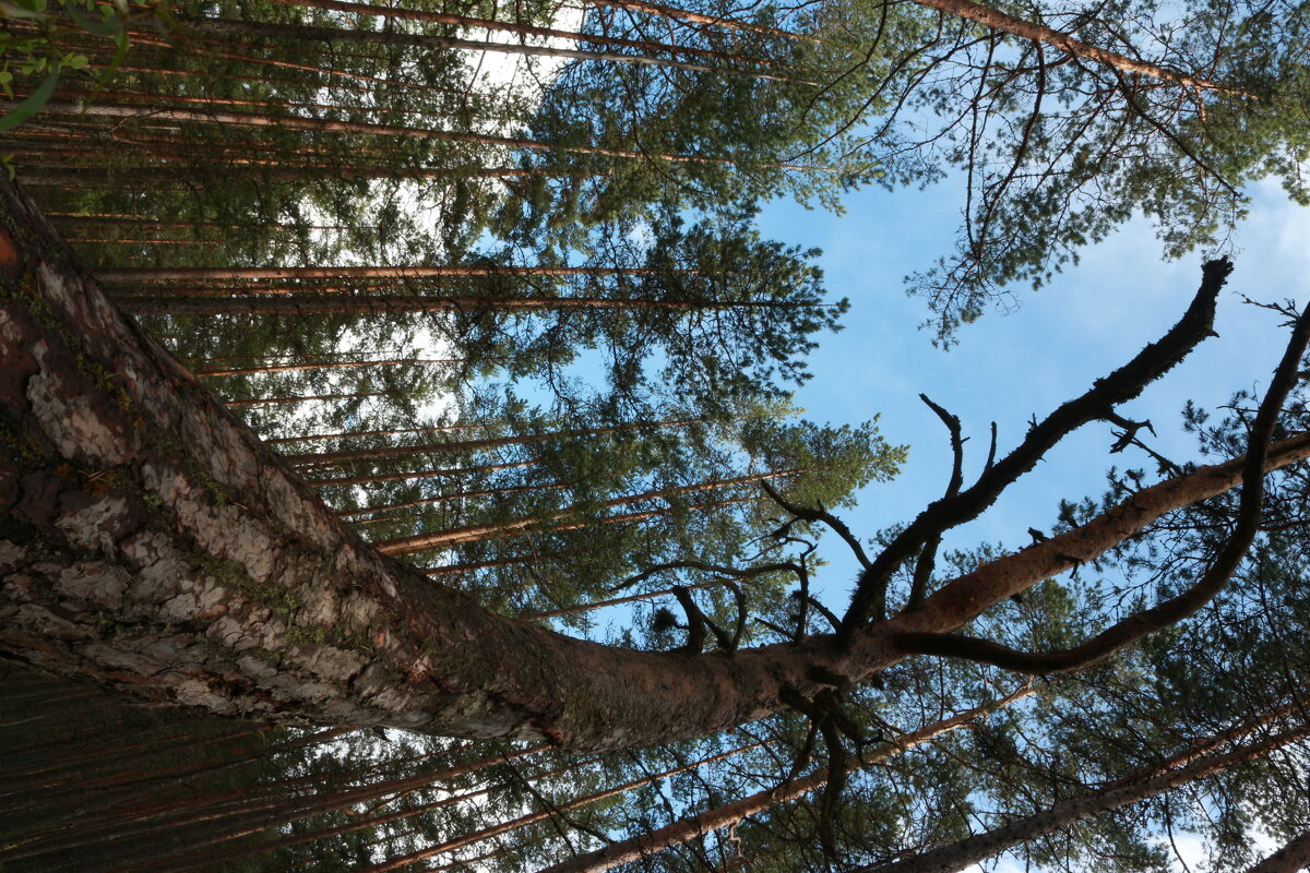 Кривь - Максим Егоров