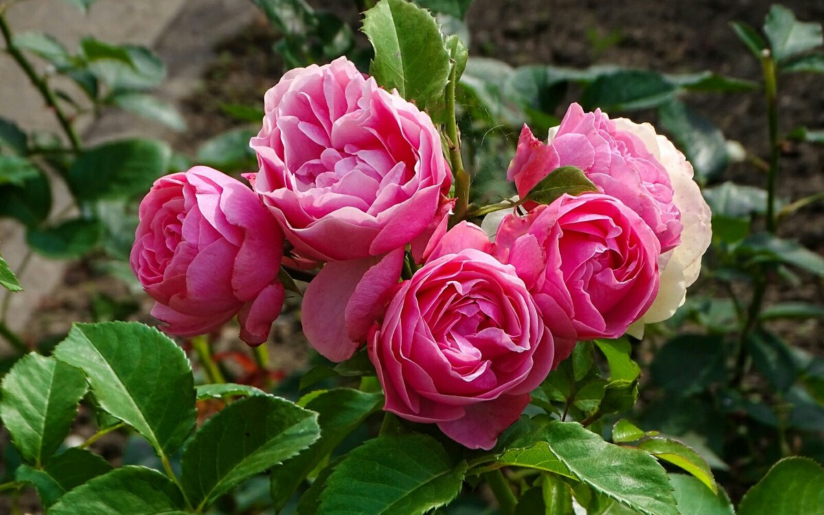 Городские цветы. - Милешкин Владимир Алексеевич 