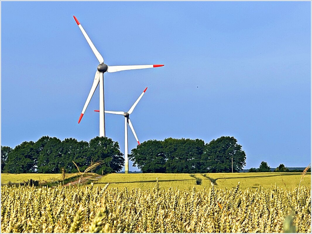 Пшеничное поле. - Валерия Комова