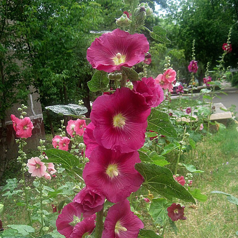 Мальвы цветут - Елена Семигина