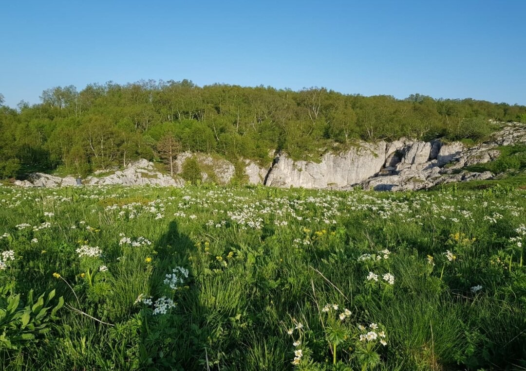 АЛЬПИЙСКИЕ ЛУГА ЛАГОНАКИ - Tata Wolf