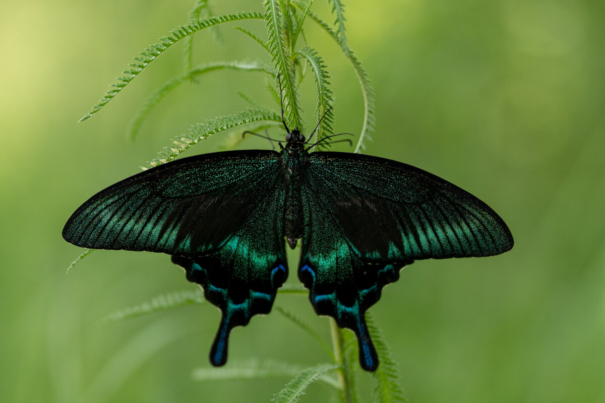 3 - Сергей Флетчер 3 - Сергей Флетчер