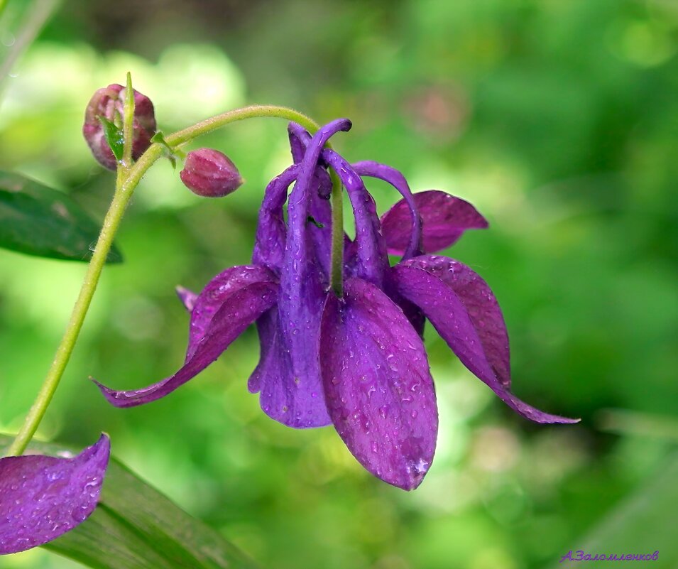 Про аквилегию (водосбор)... - Андрей Заломленков