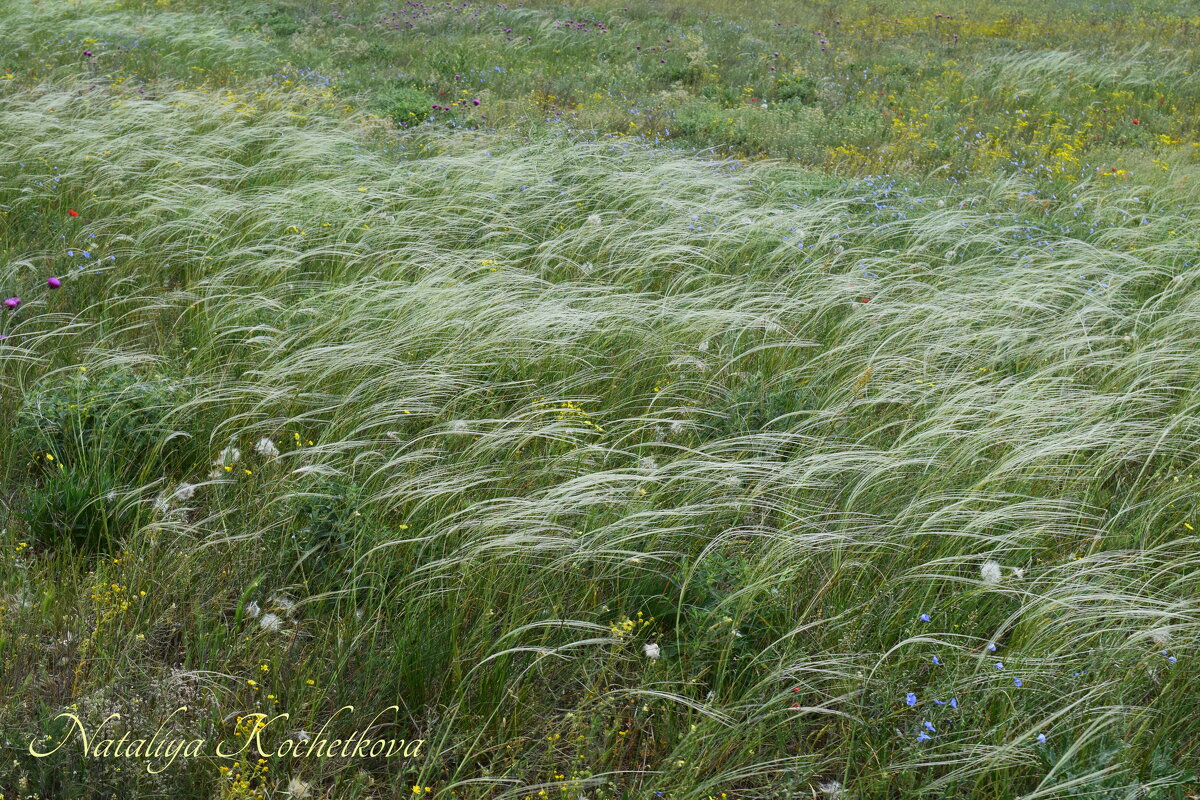 Природа Крыма - Amazing Cosmea
