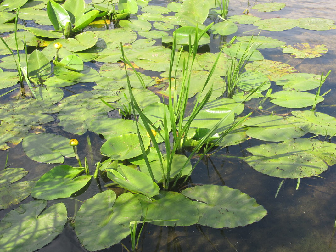 Усманка - Елена Шаламова
