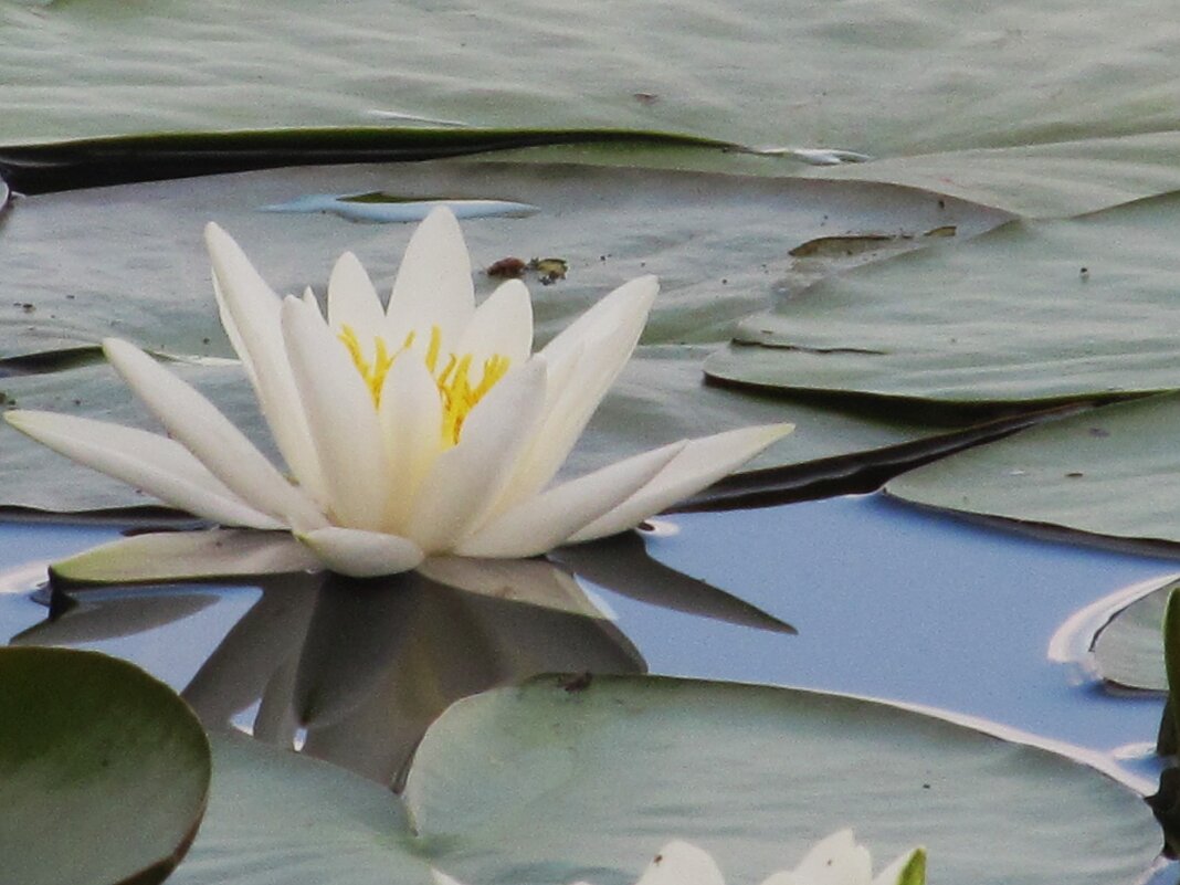 белая лилия - Елена Шаламова