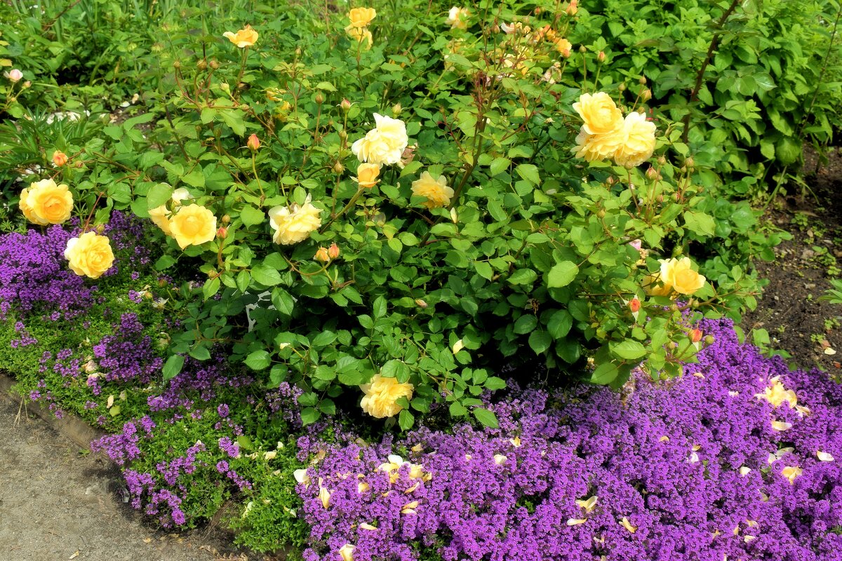 Английские розы. - Татьяна Помогалова