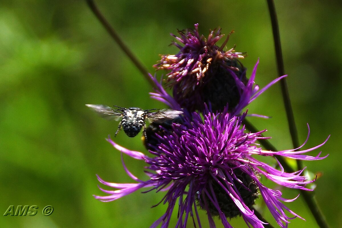 Летит - kolyeretka 